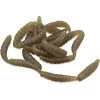 LEURRE SOUPLE PRIME LINKED WORMS - 2.5CM - PAR 32 2 LEURRE SOUPLE PRIME LINKED WORMS - 2.5CM - PAR 32 -Magasin De Pêche leurre souple prime linked worms 25cm par 32 z 1915 191527