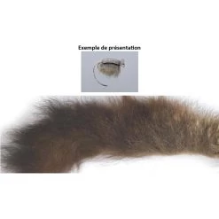 QUEUE D OPOSSUM AUSTRALIEN TOF MORCEAU