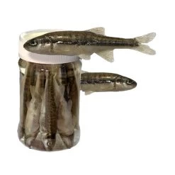 VAIRONS EN CONSERVE ASTUCIT - PAR 10