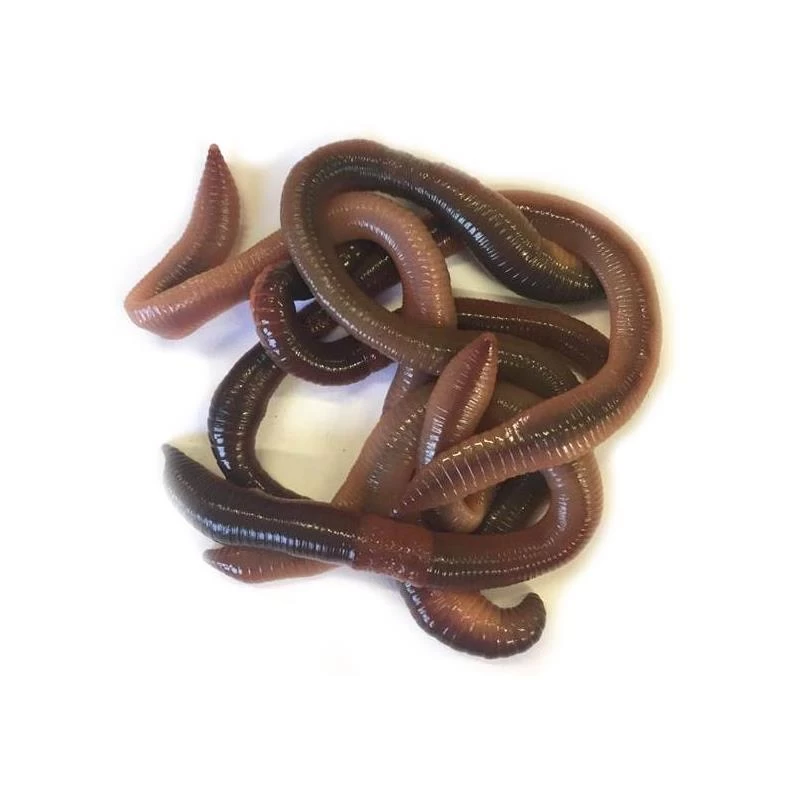 VERS CANADIENS 3 VERS CANADIENS