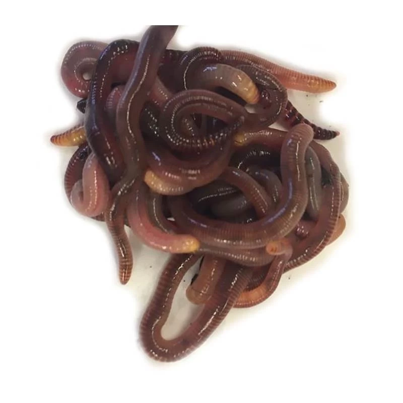 VERS DE TERREAUX 3 VERS DE TERREAUX